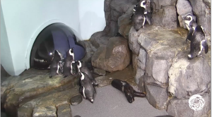 Penguin Web Cam