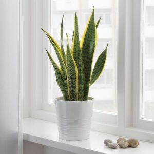 Snake Plant to Purify Air for Lung Cancer Patients